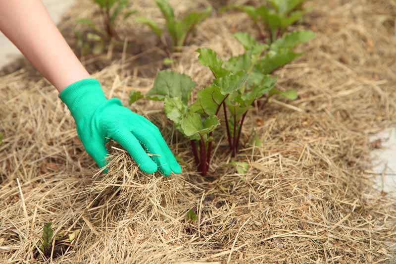 A human hand adds straw around beets planted in a fall and winter garden.