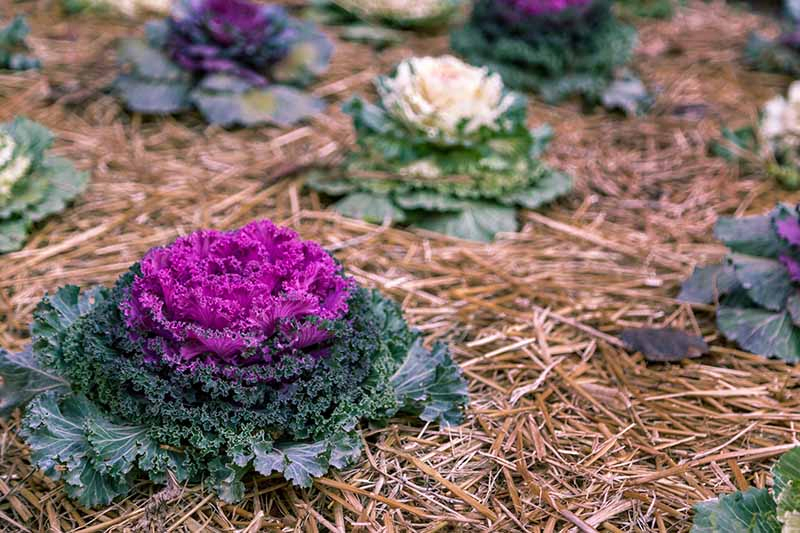 Ornamental cabbages, one with bright purple inner leaves, contrasting with the deep green outer leaves, surrounded by straw mulch.
