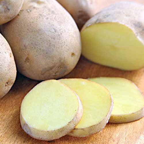 Close up of a sliced 'Swedish Peanut Fingerling' potato, showing pale yellow flesh and light brown skins, on a wooden surface with whole potatoes behind.