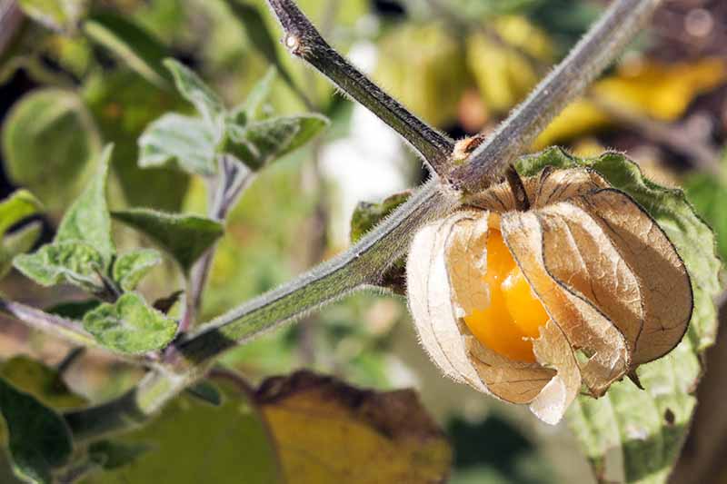 Close-up horizontal image of a ripe ground cherry on the branch, with its papery husk turning brown. Soft focus leafy background.