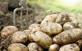 Freshly harvested potatoes with soil attached in the foreground. A soft focus background with a garden fork in the earth.
