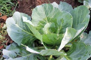 How to Grow Collard Greens, A Taste of Southern Culture