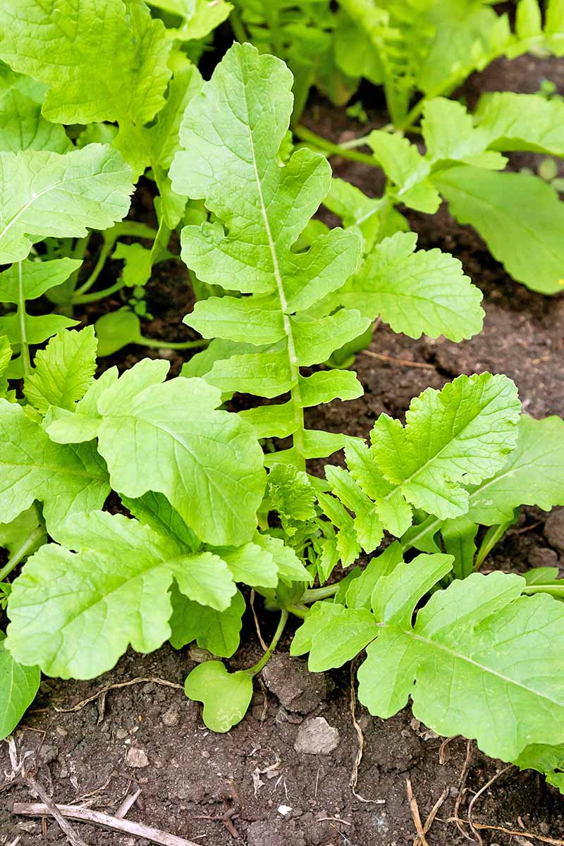 Close up of daikon leaf tops growing in soil.