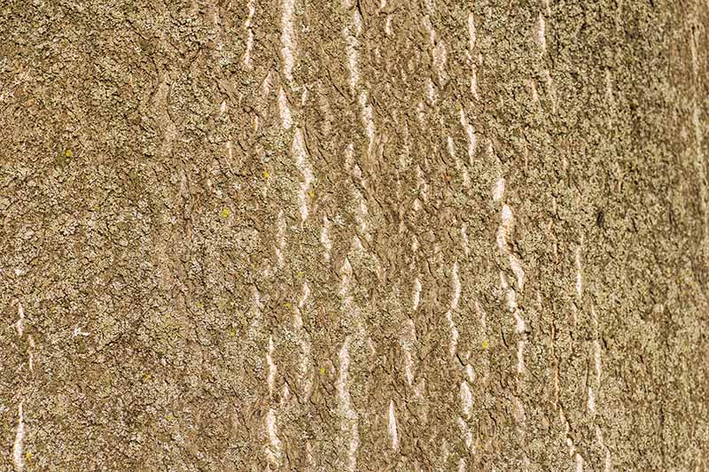 Close up of tree of heaven bark, mid brown color with lighter brown lines running through it, showing a rough texture.