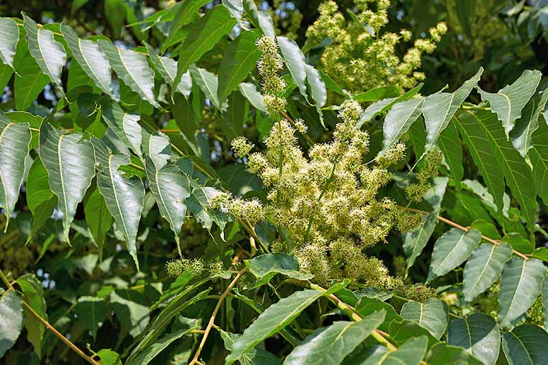 A spray of flowers on a tree of heaven plant. Yellow sprays between green leaves and branches, in sunshine.