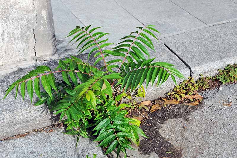 Close up of a tree of heaven sapling growing out of a concrete sidewalk, the green leaves contrasting with the gray stone.