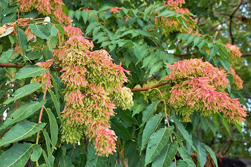 Large clusters of yellow and red seed pods on a tree of heaven, amongst bushy green leaves, and thin branches.