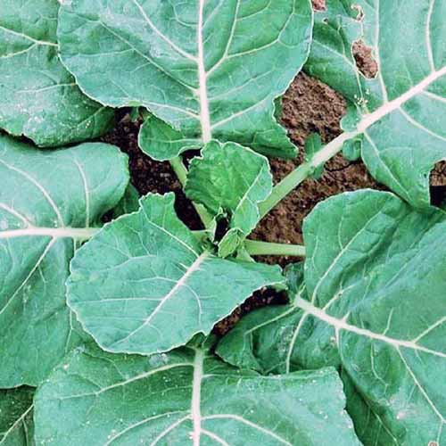 A top down, close up picture of 'Vates' variety of Brassica oleracea, showing large outer leaves, with white veins running through them and smaller leaves in the center. Between the leaves, the soil is visible in the background.