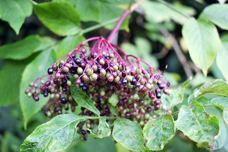 Close up of a cluster of unripe elderberries, some of the fruit green, others a light purple, on the shrub. Soft focus leaves provide the background, and part of the foreground.