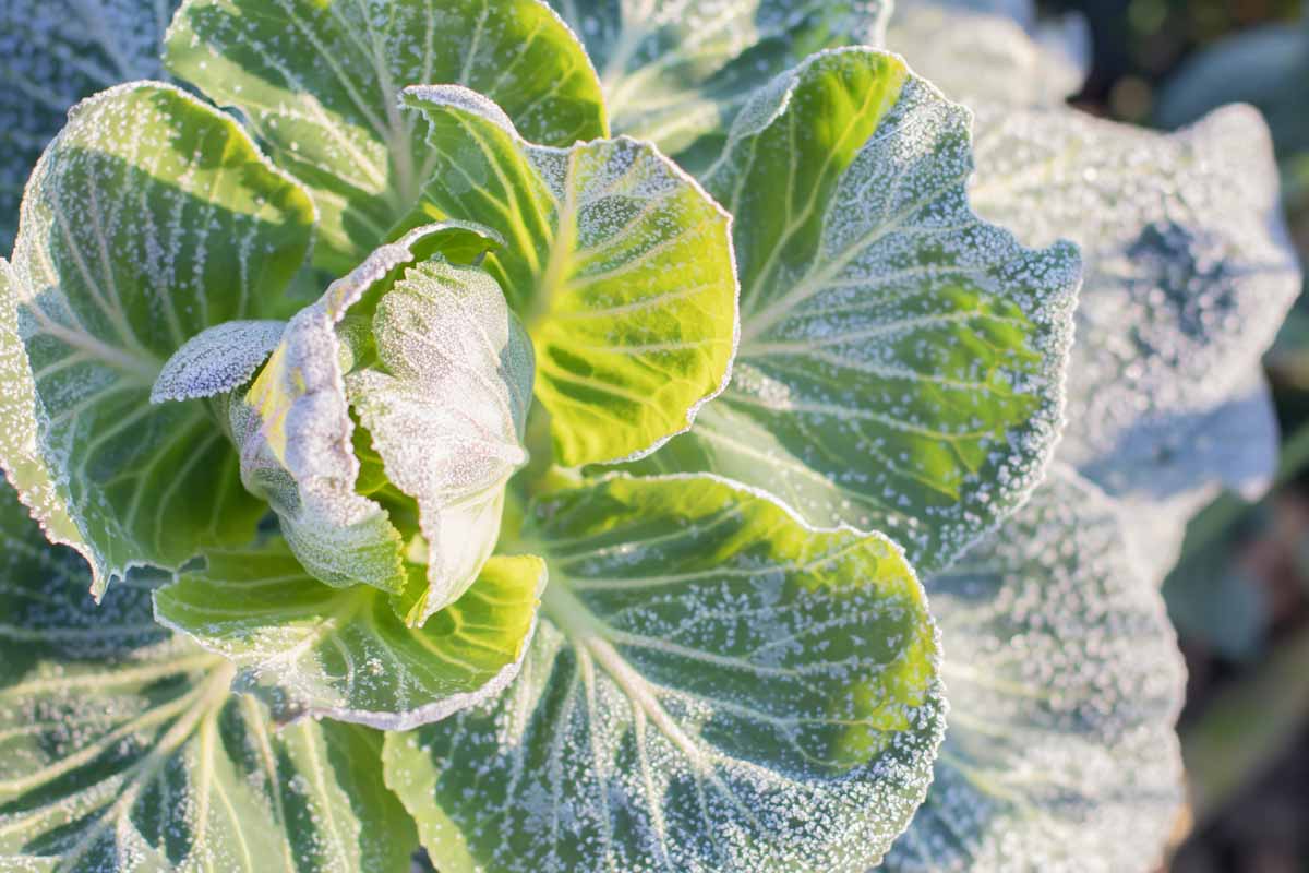 A close up of cabbage leaves with a light frost on the leaves, in bright sunshine.