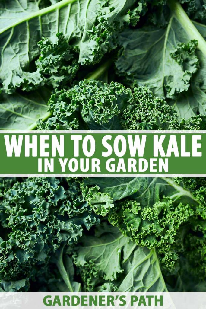 A close up of freshly harvested curly kale leaves, their dark green color contrasting with the lighter veins. In the center and at the bottom of the frame is green and white text across the image.