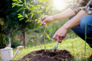 A pair of human hands plants a tree sapling in early fall.