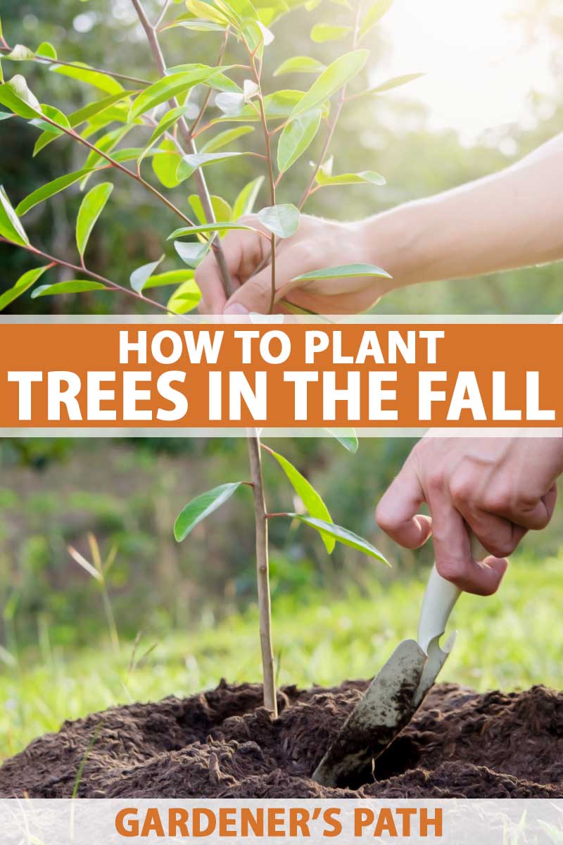 Your Fall Tree Planting Guide Gardener s Path