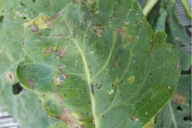 A close up of a leaf with Alternaria leaf spot, the greenery is dotted with holes and areas of dark spots. There is browning throughout the surface. The background is soft focus green.