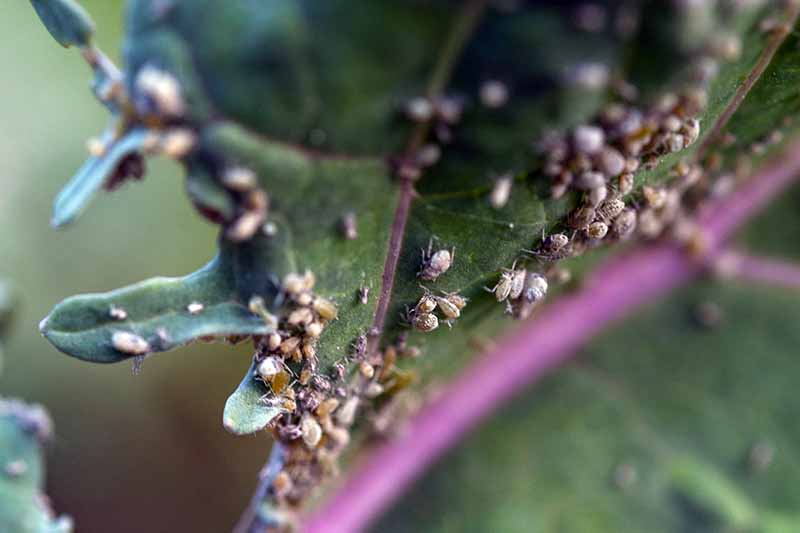 A close up of a purple kale stem with a deep green leaf covered in clusters of insects. They are all around the stem and the leaf is showing clear signs of damage. The background is soft focus.
