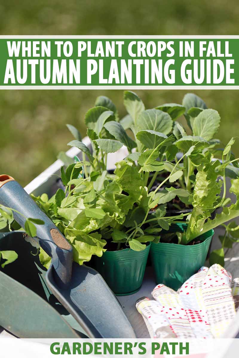 What do you plant in a fall garden
