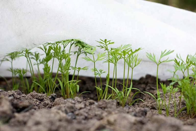 How to Plant and Grow Carrots in the Garden Gardener’s Path