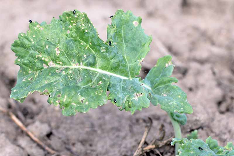 A close up of a green Brassica oleracea leaf covered in holes with the edges of the leaf jagged and eaten. There are little black beetles all over it, responsible for the damage. The background is soil in soft focus.