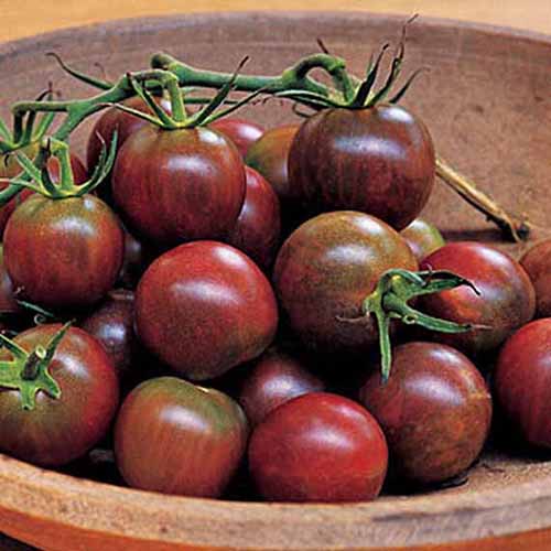 A close up of a wooden bowl containing deep red fruit from the 'Black Pearl' tomato cultivar. Some have the vines still attached.