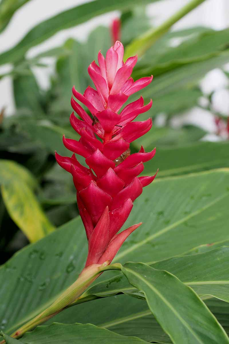A vertical picture of a bright vivid red Zingiber officinale flower against a background of green foliage fading to soft focus.