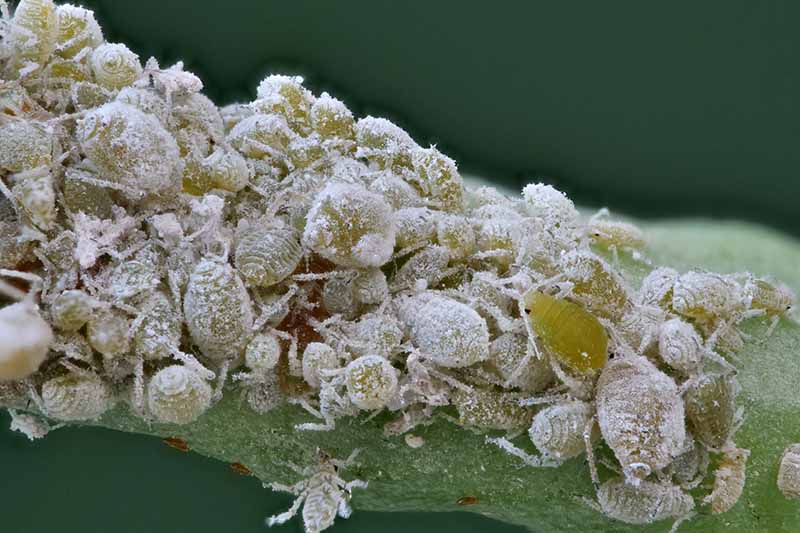 A close up image of a cluster of cabbage aphids on the stem of a plant. These tiny insects are translucent green in color and look as though they are covered in a white dust. The background is dark fading to soft focus.