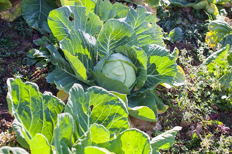 A close up of a row of cabbages, showing two of them, their mature outer leaves reflecting the sunlight and the tight inner head clearly visible. The background is soil and vegetation.