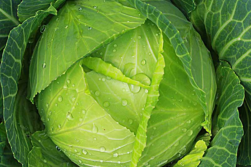 A close up of a green cabbage head, lightly splashed with water droplets. In the center, the leaves are a pale green, almost yellow, and the outer leaves are a deeper green with light green veins.