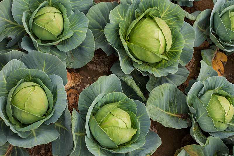 Neat rows of mature cabbage heads in the garden. The outer leaves are a dark green color and the inner leaves around the head much lighter. Soil can be seen in the background between the vegetables.
