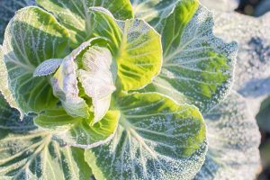 A close up of cabbage leaves with a light frost on the leaves, in bright sunshine.