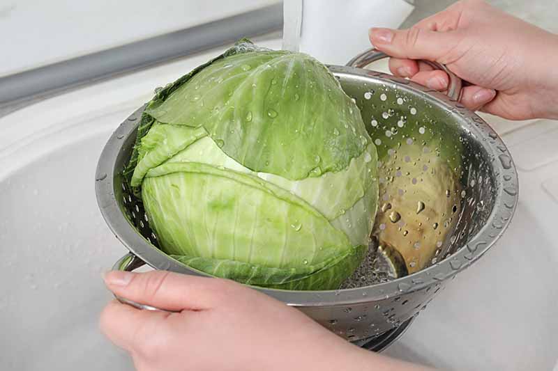 A close up of two hands holding a metal colander under a kitchen tap with a cabbage head in it. The background is white.