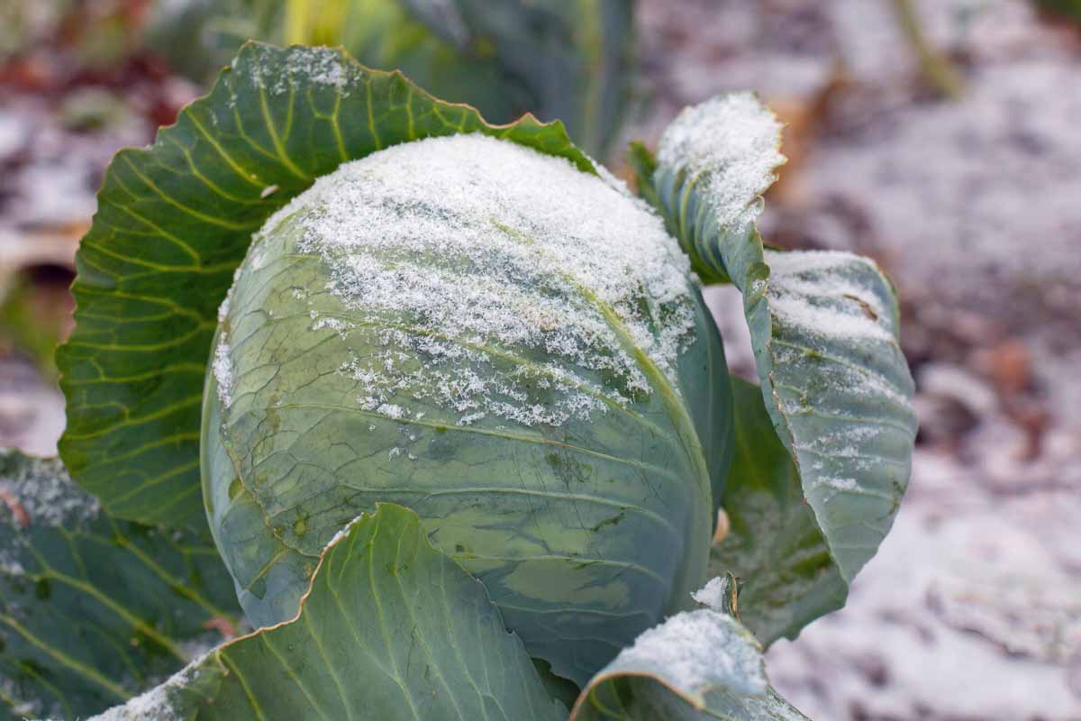 A close up of a cabbage head with a light dusting of frost. The outer leaves have separated from the tight inner ones.