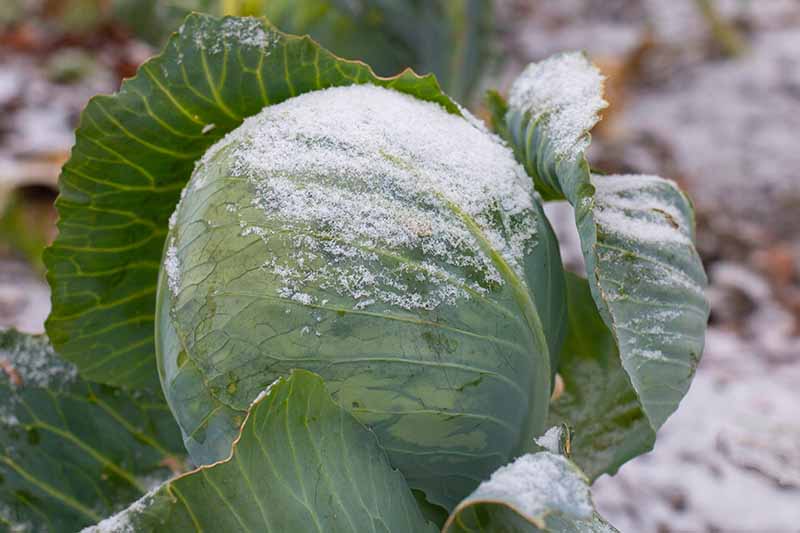 A close up of a cabbage head with a light dusting of frost. The outer leaves have separated from the tight inner ones. The background is frost on the ground in soft focus.