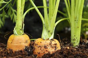 How to Grow Carrots in the Garden