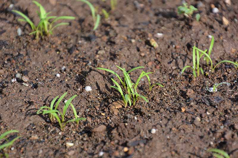 A close up of garden soil with a row of carrot seedlings just starting to sprout. Tiny green shoots showing through the dark rich soil in light sunshine.
