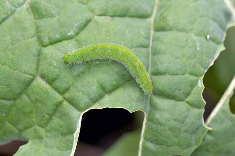 A close up of a green, slightly furry, caterpillar on a green leaf. Around it are holes in the leaf and areas of damage.