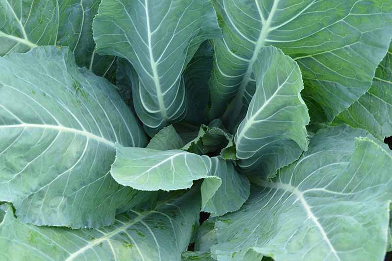 A close up, top down picture of green cauliflower foliage, the white veins and stems clearly visible against the light green of the leaves.