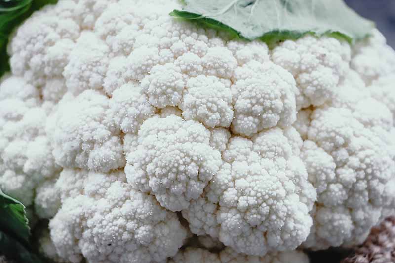 A close up of a cauliflower head with a disorder known as ricing, where the curds do not form correctly. In the background are two leaves of foliage.