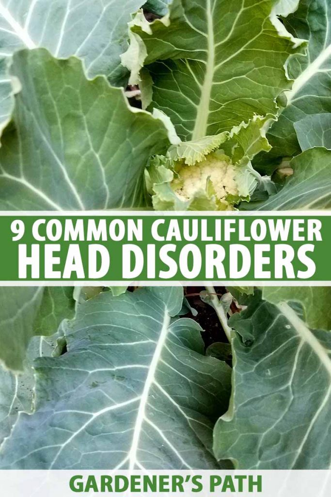 A vertical image showing a close up of a cauliflower plant with a disorder preventing the head from forming correctly. There is a tiny head in the center, surrounded by light green leaves, with darker, larger leaves in the background. To the center and bottom of the frame is green and white text.