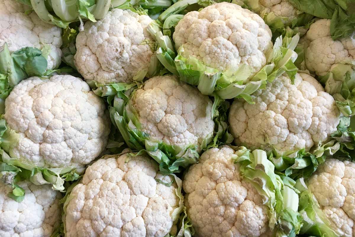 A close up of harvested cauliflower heads, tightly packed together with their leaves trimmed.
