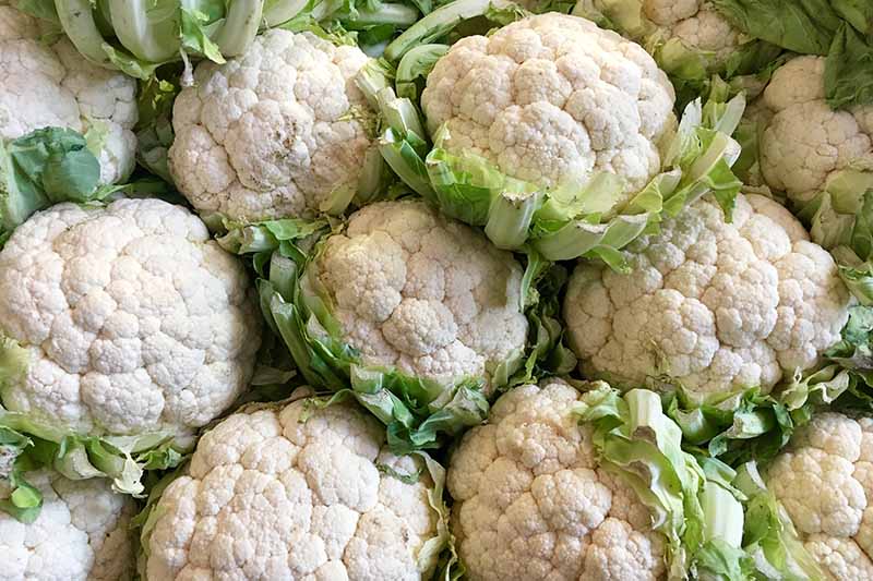 A close up of harvested cauliflower heads, tightly packed together with their leaves trimmed.