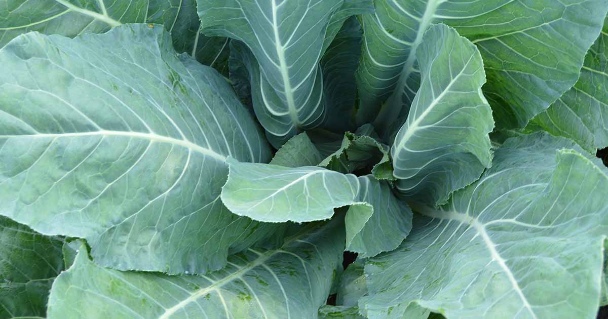 11 Reasons For Cauliflower Not Forming Heads Gardener s Path