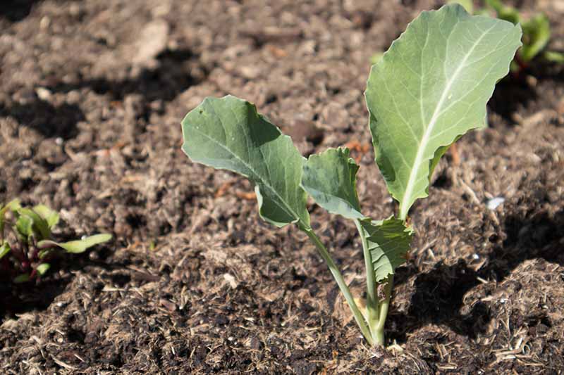 A close up of a small cauliflower seedling planted in rich dark earth in bright sunlight. The background is soft focus soil.