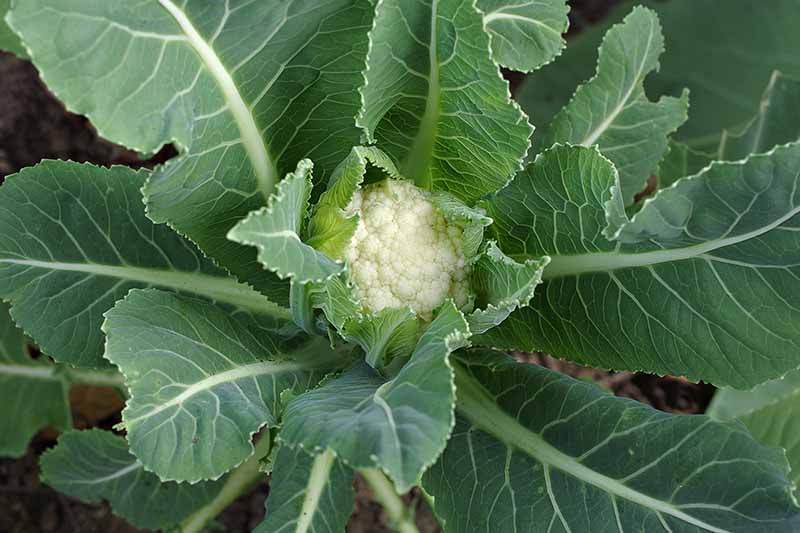A top down close up image of a cauliflower plant with a very small head developing, between the small leaves in the center of the plant. The white of the head contrasts with the deep green foliage.