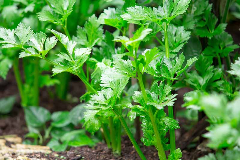 A close up of celery plants growing in the garden in bright sunlight. The bright green leaves contrast with the brown soil seen below and in between them.