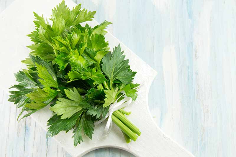 A close up of cut celery tops, held together with a small white ribbon, on a white cutting board on a wooden background, in blue and white.
