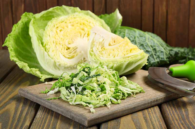 A savoy cabbage head cut in half and chopped on a wooden chopping board. To the right of the frame is a curved blade rocking chopping knife. The background is a wooden surface.