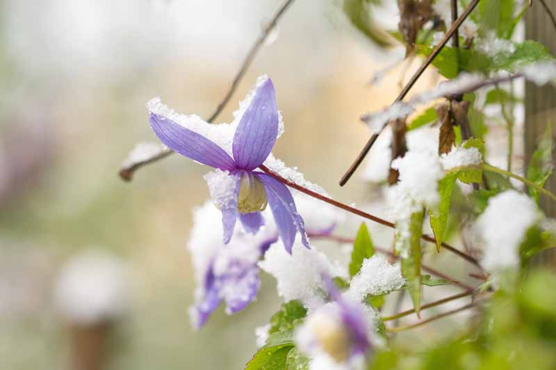 A close up of a purple clematis flower covered in frost, with green leaves to the right of the frame and the background in soft focus.