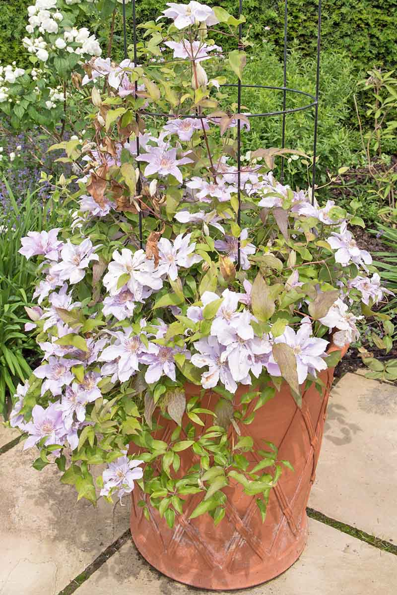 A vertical picture of a clematis plant with light purple flowers and bushy leaves in a terra cotta pot. The pot is standing on a stone patio and the background is various green vegetation.