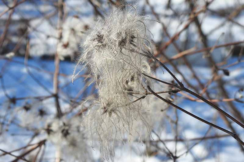 A close up of a fluffy seed head on a dark brown vine of a clematis plant in winter. The background is soft focus brown vines on a white and blue snowy backdrop.