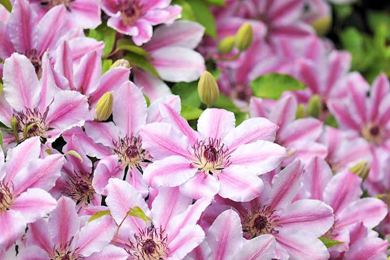 A close up of pink and white clematis flowers with deep purple centers, and yellow buds in between. The background is in soft focus, showing more flowers and green leaves.